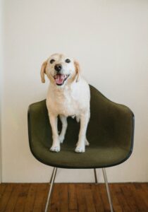 How to Set up a Garage for a Dog - Garage Expert