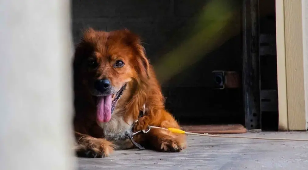 how to make your garage safe for your dogs