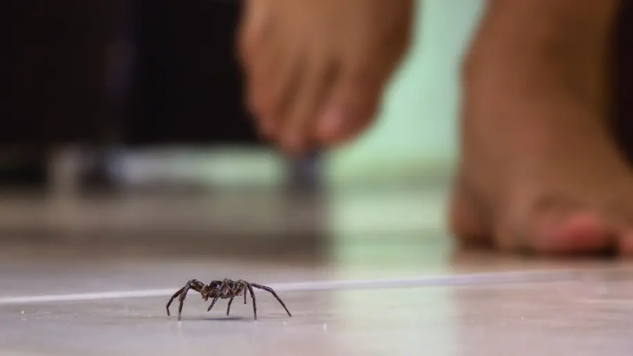 How To Get Rid Of Spiders In Garage